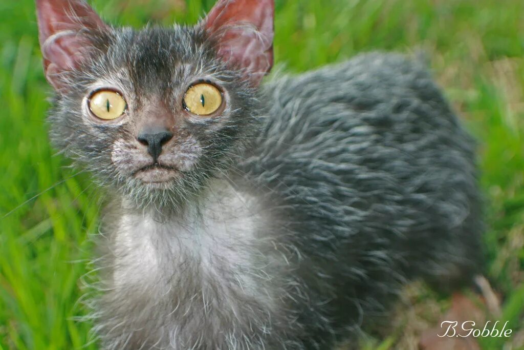 6 новых пород кошек, о которых Вы, скорее всего, не слышали Котята, Кошки, Живот