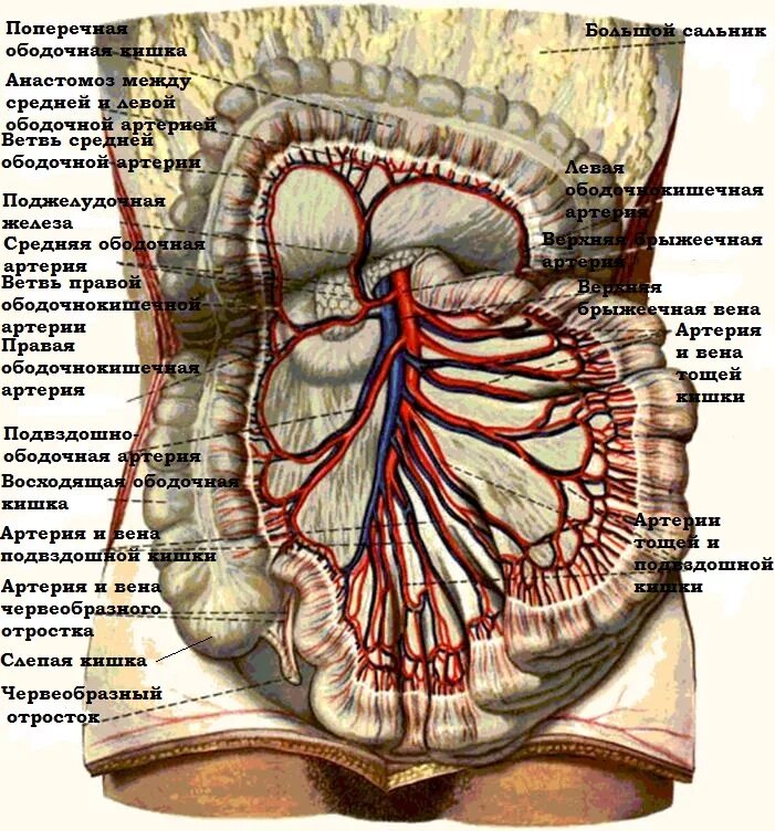 Анатомия аппендикса кровоснабжение. Аппендикс кровоснабжение и иннервация. Кровоснабжение Толстого кишечника топографическая анатомия. Кровоснабжение слепой кишки и червеобразного отростка. Артерии органов брюшной полости