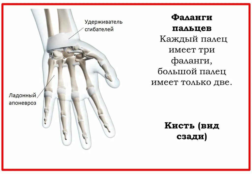 Строение костей кисти анатомия. Краевой перелом мизинца. Кости пальцев фаланги анатомия. Средняя фаланга 2 пальца кисти. Средняя фаланга 2 пальца кисти.