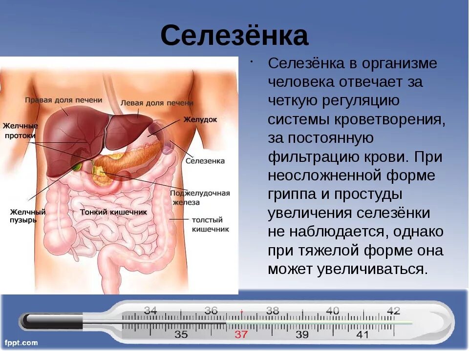 Какую функцию выполняет селезенка в организме. Внутренние органы человека селезенка. селезенка, расположение и строение.. расположение селезенки у человека. фото селезенки в организме человека.