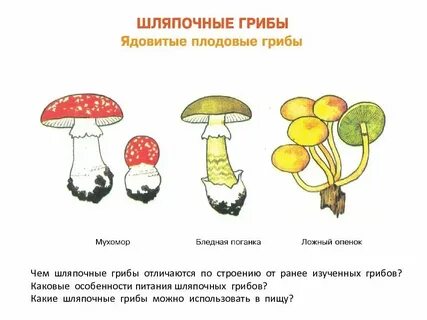 Грибы это какой продукт