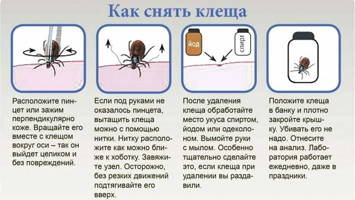 Как обработать после клеща. Как удалить клеща с тела человека. как вытащить клеща у человека пинцетом. как вытащить клеща из кожи.