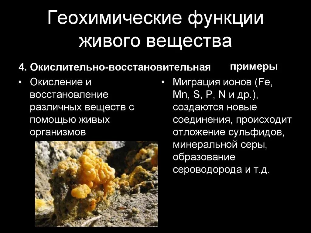 Функция живого вещества примеры