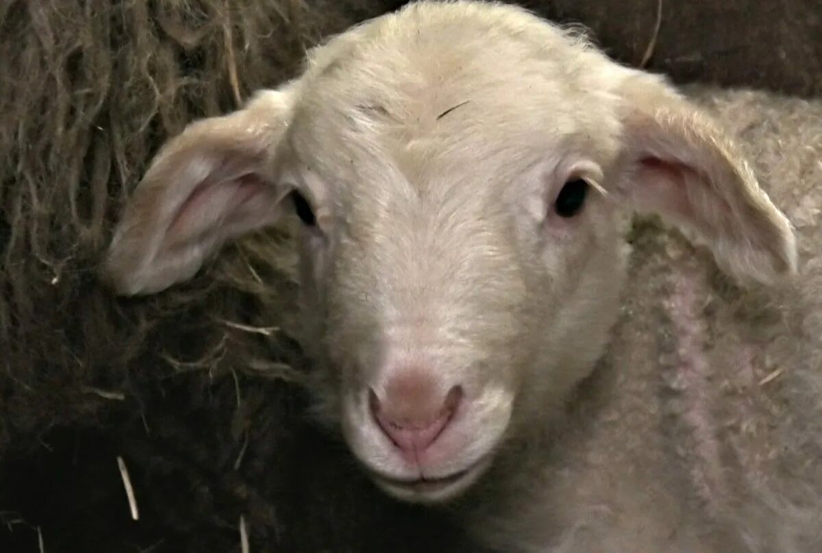 бяша мемы. арты с бяшей. бяша косплей. рома зайчик новелла. бяша настоящее имя.