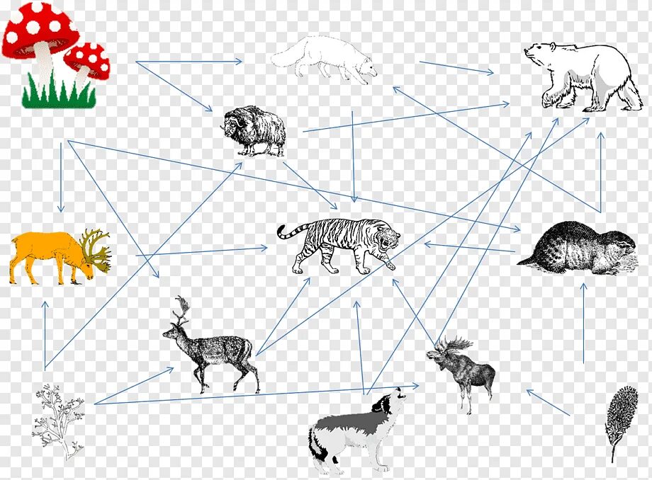 Цепь питания Амурского тигра. Пищевые Цепочки для дошкольников в картинках. Пищевая цепочка животных. Цепочка питания животных. Сеть дика