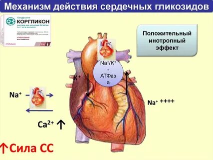 Действие гликозидов