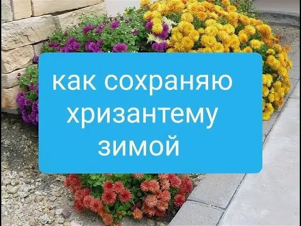 Хризантема на зиму как сохранить. Хризантема на зиму как сохранить