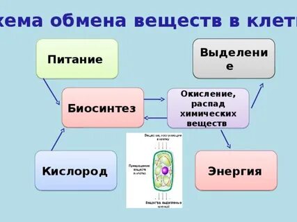 Роль обмена веществ в жизни клетки