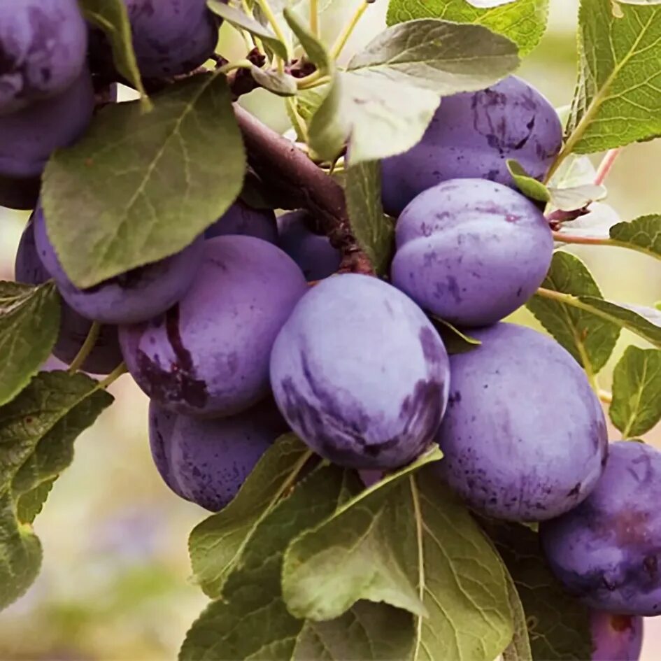 Маленькая слива. Слива мева. Слива ренклод синий. Слива анна шпет. Слива prunus domestica.