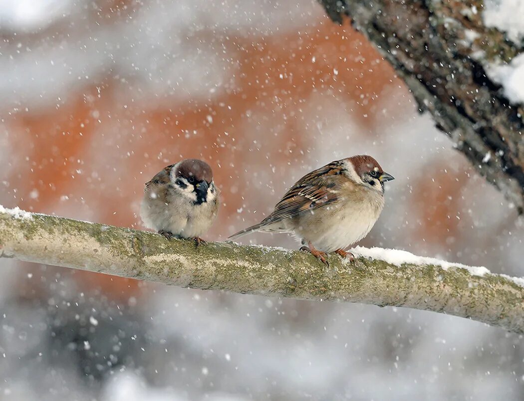 Птицы зимой песни