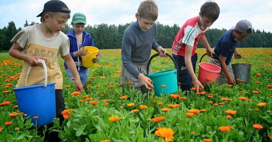 Видео работают дети. Дети работают. дети работают летом. дети работа летом. сельскохозяйственная работа летом дети.