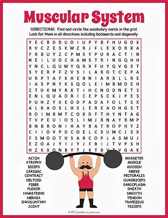 The word muscle. Muscles worksheet. muscular system for kids worksheet. muscular system worksheet. body muscles worksheet for kids.