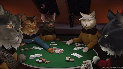 5 play cats