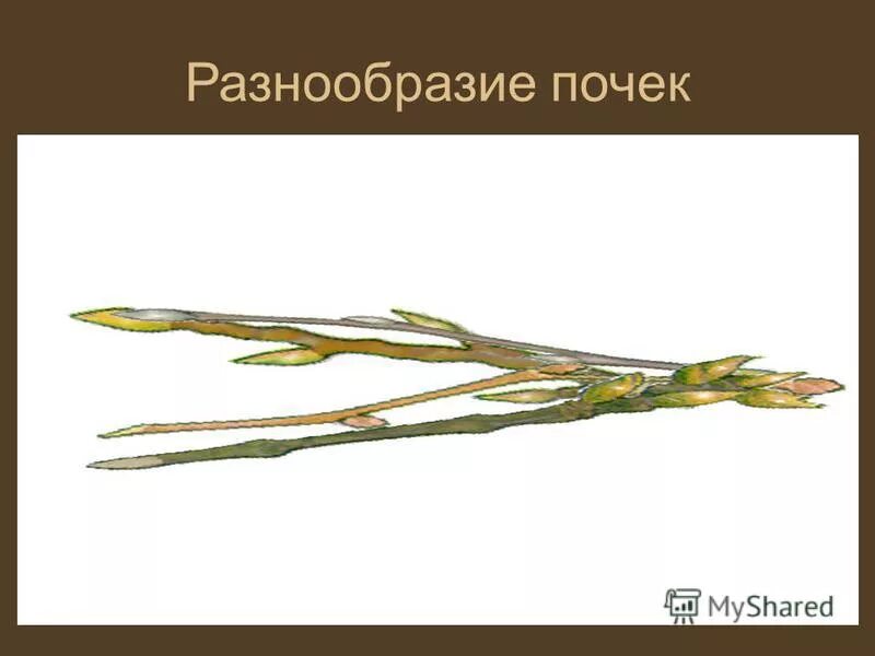 Разнообразие почек. Разнообразие почек. Вегетативная почка и генеративная почка. Схема строения почки растения. Строение цветочной почки.