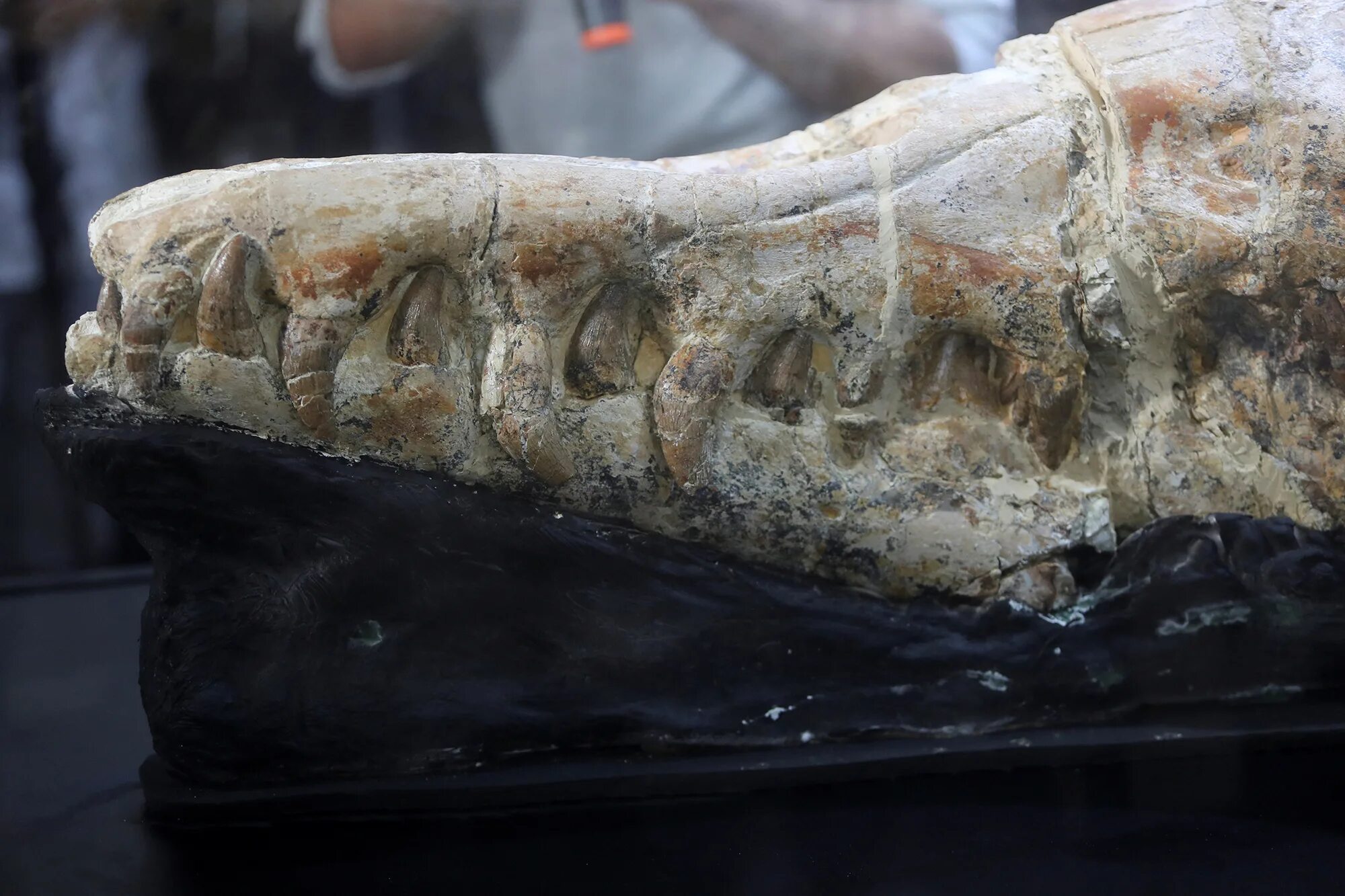 Доисторическая девушка замороженная 40 миллионов лет. Найденные останки китов.