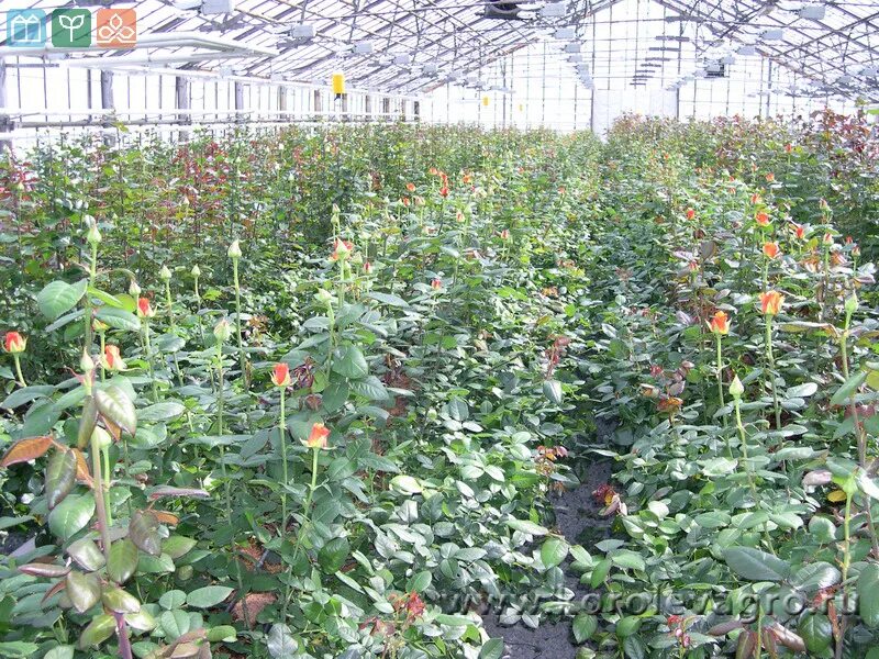 Цветы эквадор greenhouses. Горкунов тепличное хозяйство розы. Плантации кустовой розы голландия. Розы в теплице весной. Новосибирск тепличный комплекс розы.