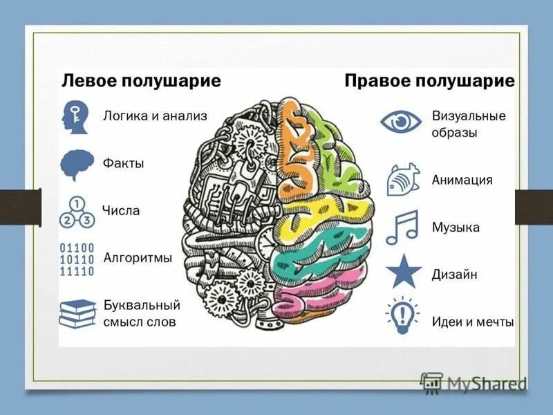 Какое полушарие головного мозга. За что отвечает левое и правое полушарие головного мозга. Право ЕИ левое полушаерие. Правое и левое полушарие мозга за что отвечают. Левоп и правоп полушария.