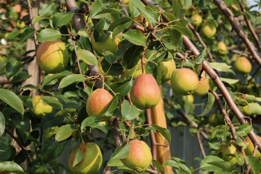 Сорт груши любимица яковлева. Груша августовская роса. Груша осенняя яковлева с7. Груша десертная россошанская. Саженцы груша осенняя яковлева.