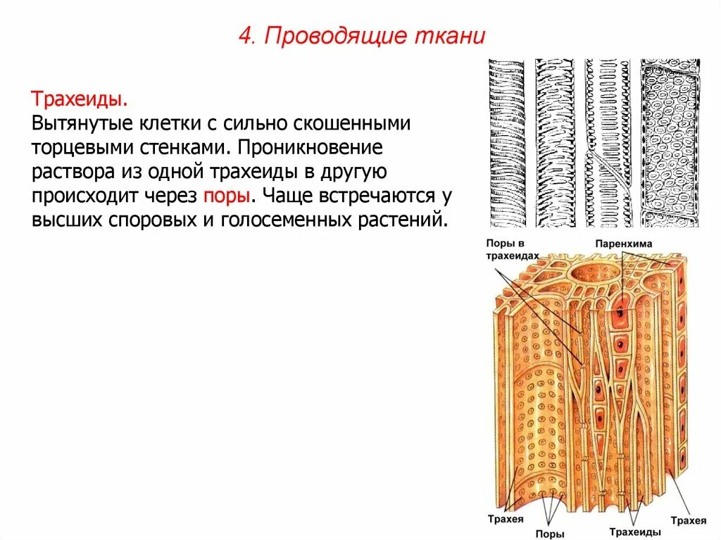 Проводящая ткань трахеиды образовательная ткань. Трахеиды ксилемы. Проводящие ткани растений Ксилема трахеиды. Трахеиды у голосеменных. Специальные клетки проводящей ткани