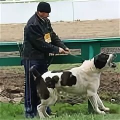 Выставка собак в Краснодаре. Сан Тринити выставка собак Аргус. Выставка собак 04.06 Нижний Новгород. Цейс на выставке собака.