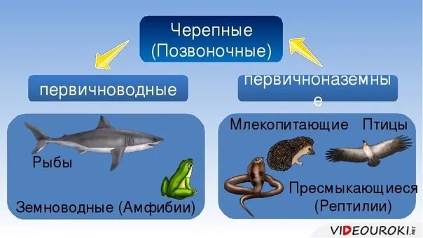 Группа первичноводных животных. Подтип позвоночные Черепные животные. Тип Черепные позвоночные размножение. Первичноводные и вторичноводные животные. Первонично водные животные.