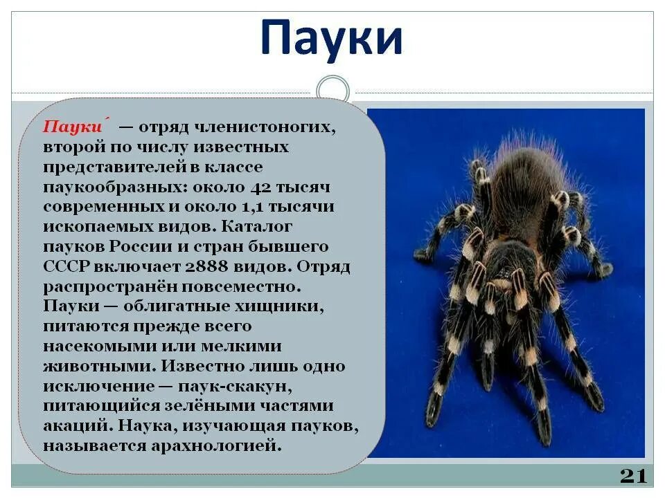 Паукообразные сообщение. Сообщение о пауке. доклад о пауках. информация про паукообразных. сообщение о паукообразных.