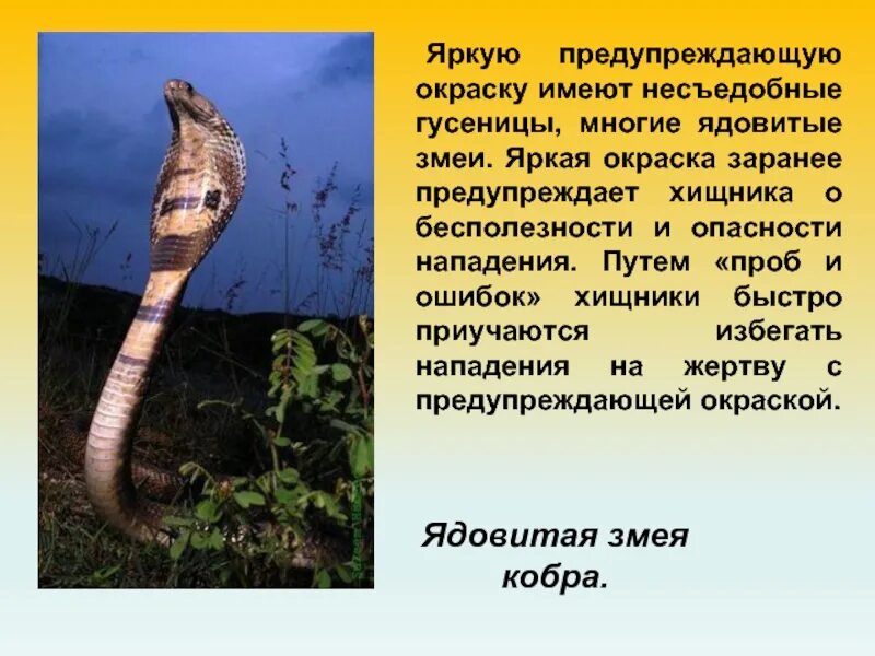 Многие ядовитые змеи имеют окраску. Предупреждающая окраска змеи. Предостерегающая окраска примеры животных.