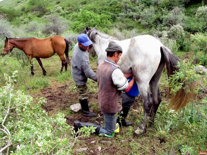 Хозяйство киргизии. Кыргызстане фермерство. Баткен сельское хозяйство. Кыргызская республика земледелие. Сельское хозяйство киргизии.