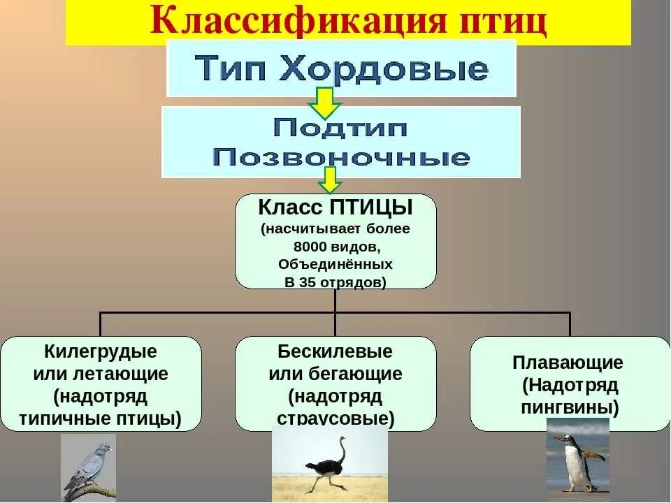 Что общего в организации птиц. Классификация класса птицы таблица. Систематика класса птицы 7 класс. Классификация птиц схема. Классификцияптиц.