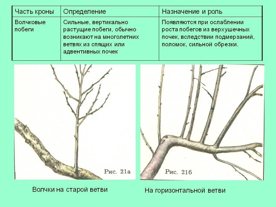 Обрезка груши волчковых побегов. Обрезка веток яблони. Волчковые побеги на яблоне. Волчковые ветки у яблони что это. Убрать яблоню