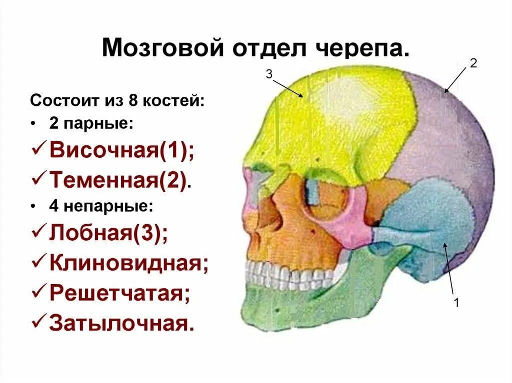 Лобная теменная затылочная кость. К Мозговому отделу черепа относятся кости. Строение мозгового отдела черепа человека. Строение костей мозгового черепа. Строение костей мозговой части черепа.