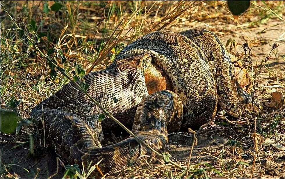 Анаконда глотает крокодила. Удав желтобрюх. Анаконда заглатывает антилопу. Сетчатый питон охотится. Добыча змей.