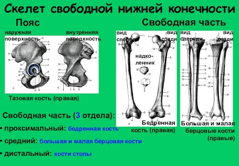 Кости свободной части нижней конечности бедренная кость. Кости нижней конечности вид спереди. Остеология бедренной кости. Остеология нижних конечностей.