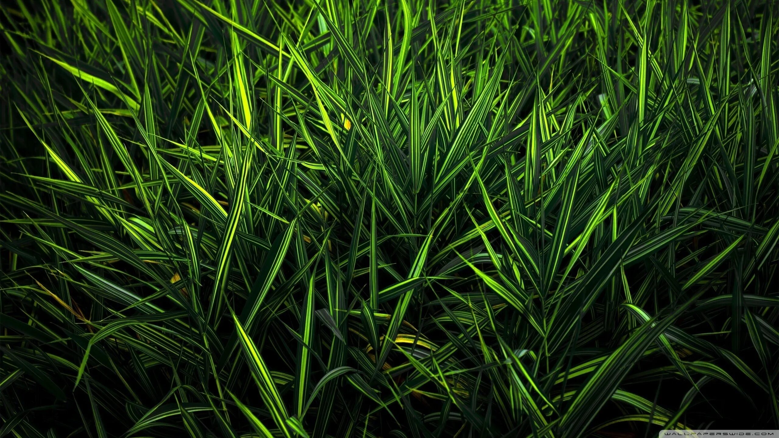 Grass plant. Зелень. Трава. Зелень трава. Зелёные растения.