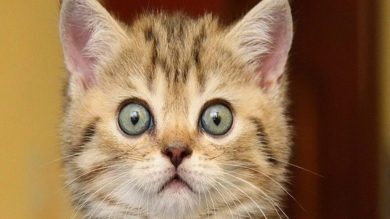 котенок удивляй