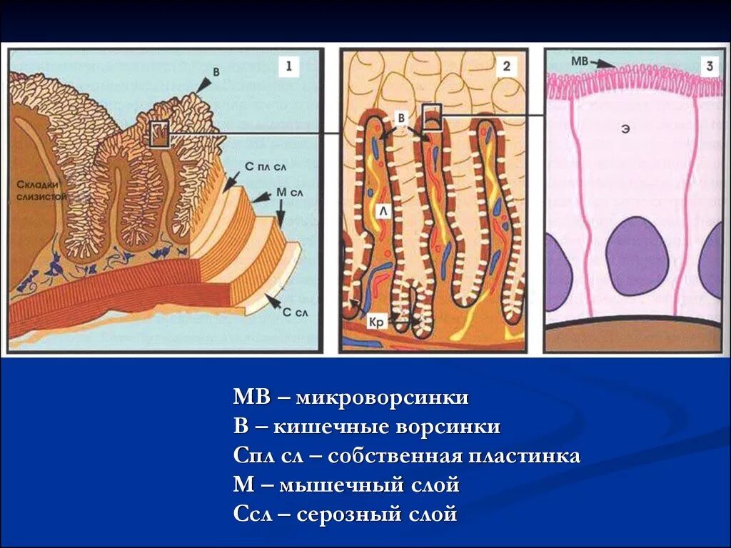 Микроворсинки. Кишечная Ворсинка. Ворсинки и микроворсинки. Микроворсинки это