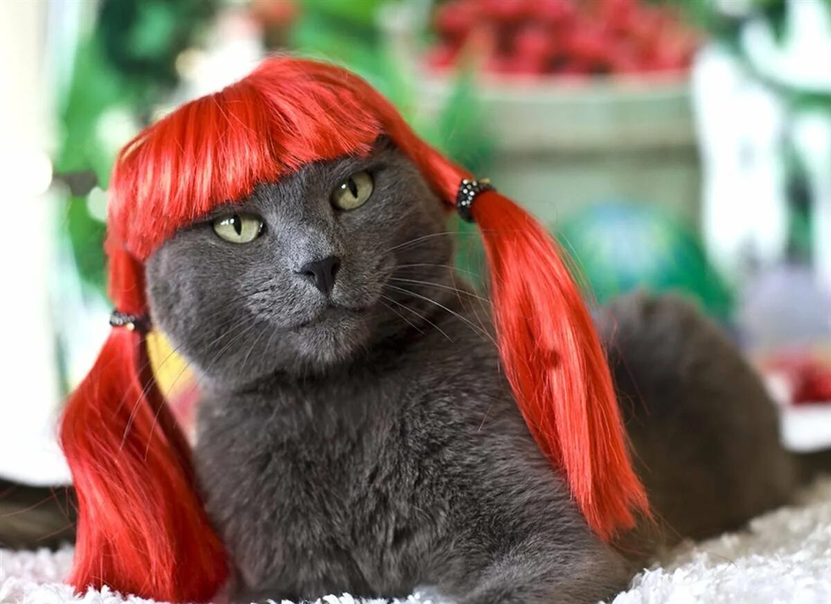Киса мурка. Кошка в парике. Коты в Красном парике. Котенок с прической. Красивая кошка с париком.