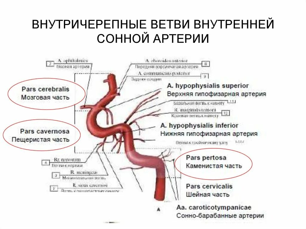 Внутренняя Сонная артерия анатомия схема ветви. Отделы внутренней сонной артерии схема. Отделы внутренней сонной артерии анатомия. Ветви внутренней сонной артерии.
