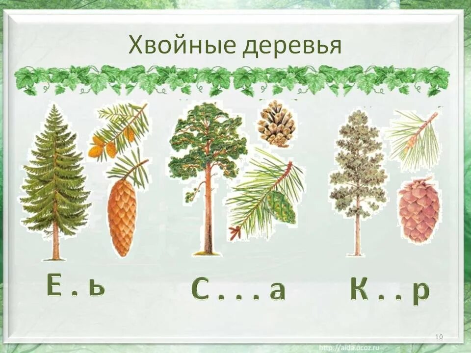 Картинки 1 дерево. Лиственные и хвойные деревья задания для дошкольников. Хвойные деревья задания для дошкольников. Листовые деревья и хвойные. Хвойные и лиственные деревья для дошкольников.