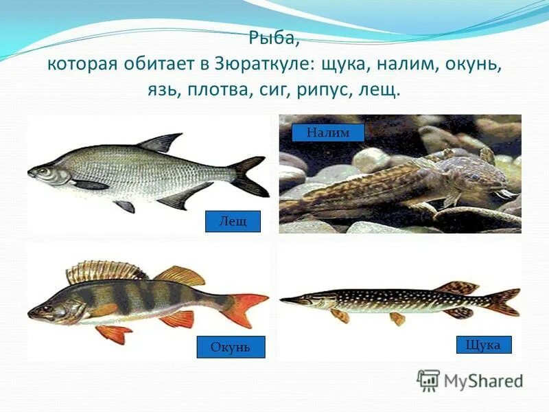 Налим щука окунь плотва. Окунь ерш плотва щуки. Налим в озере карельской. Окунь щука карп карась сом лещ ерш. Щука и окунь.