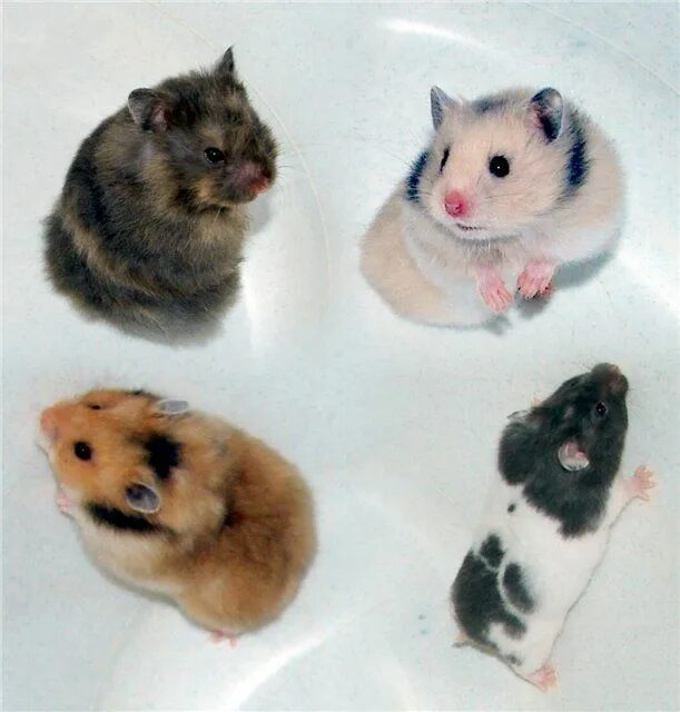 Хомяки разных