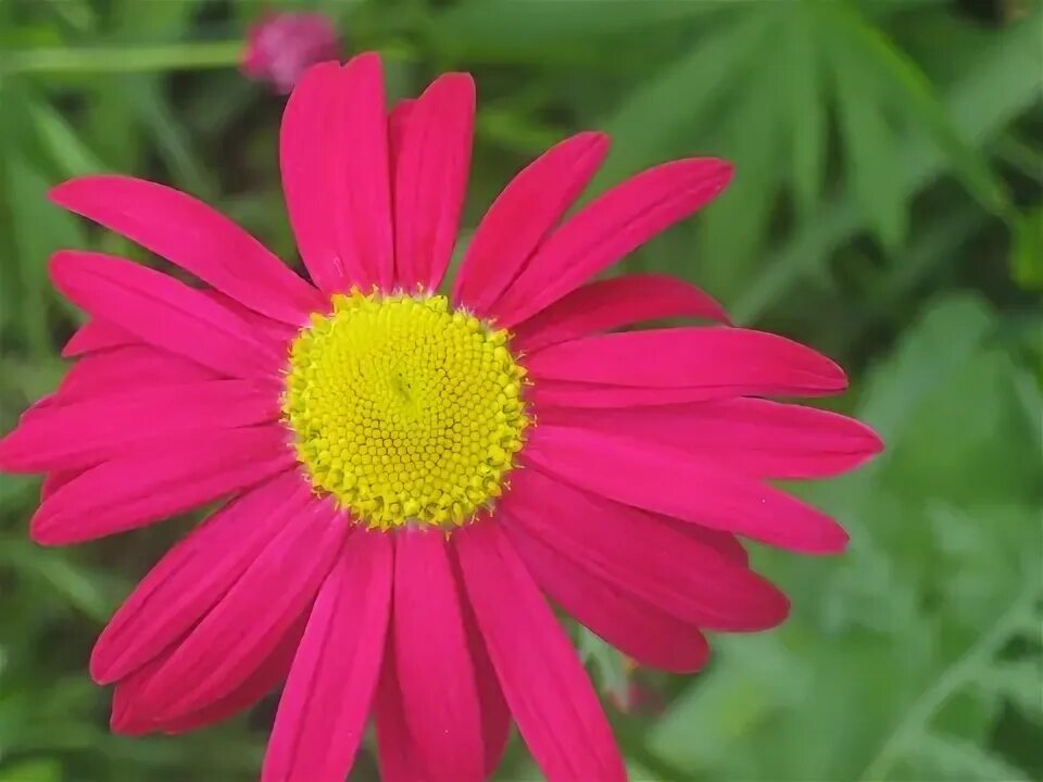 Framed Art for Your Wall Red Flower Garden Bloom Green Daisy 10x13 Frame - Walma