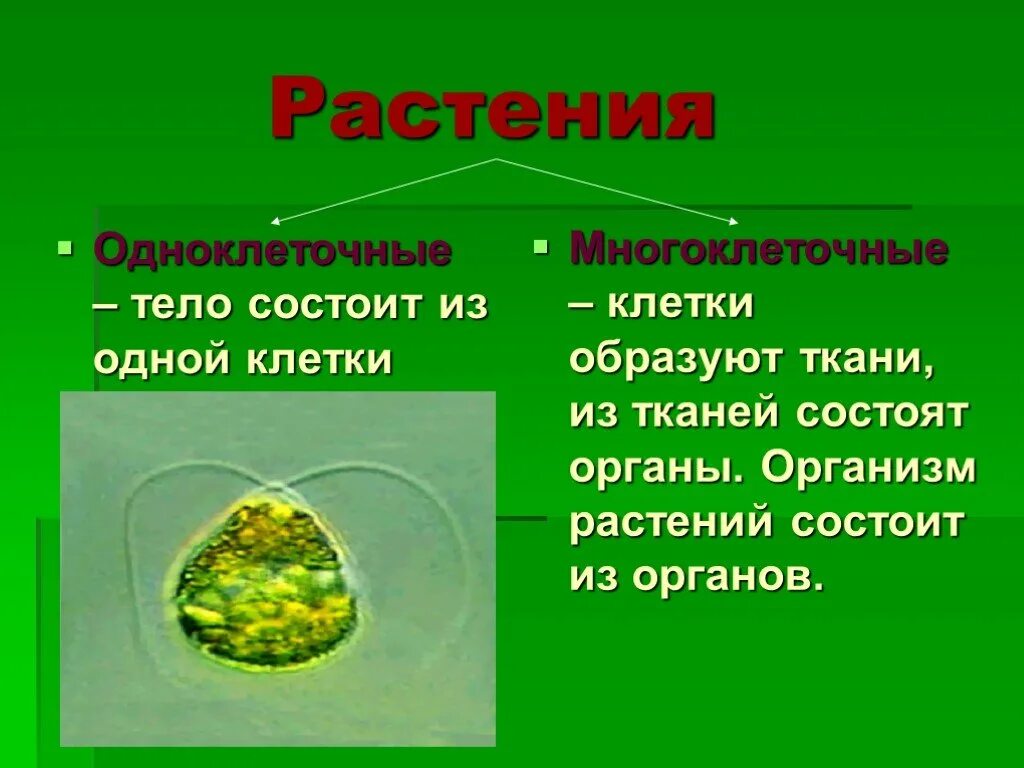 Одноклеточные и многоклеточные растения. Одноклеточные растения и многоклеточные растения. Одноклеточныерастенря. Растения из одной клетки. Организмы состоят из множества