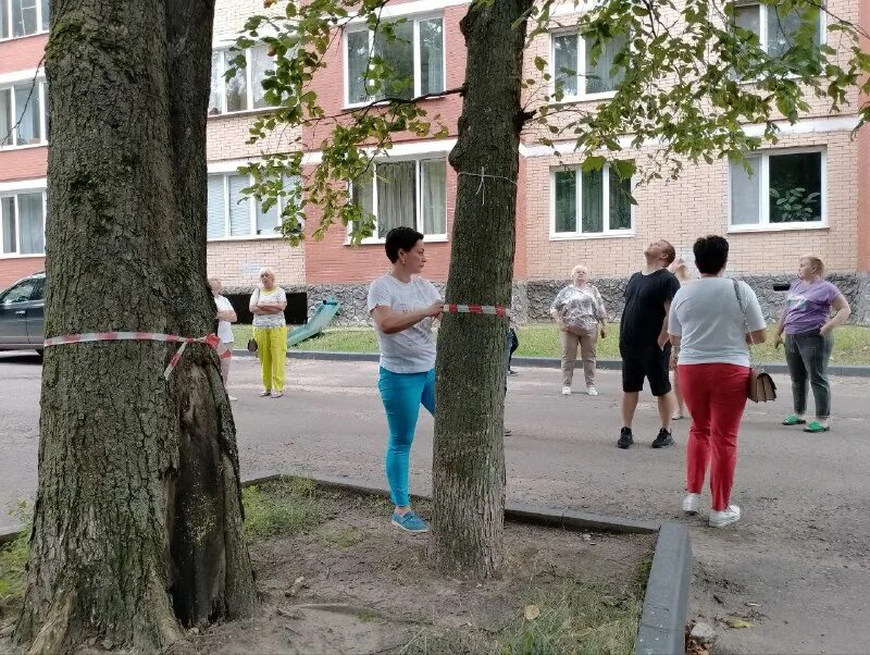 Санитарная рубка зараженных деревьев. Дубовая роща избили. Дубовая роща избили. Дублёр кутузовского проспекта вырубка деревьев. Трагедия в дубовой роще 2008.