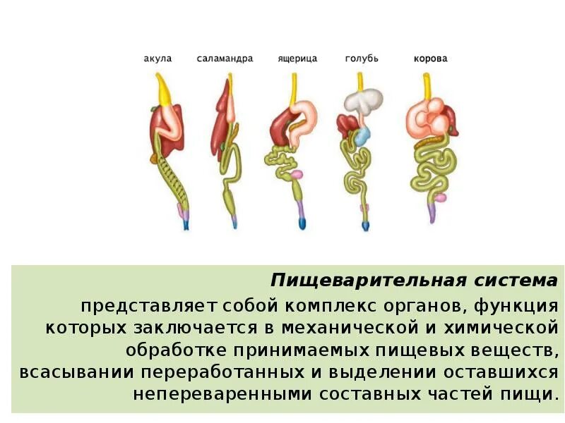 Эволюция систем органов животных пищеварительная система. Эволюция системы органов пищеварения позвоночных животных. Эволюция систем органов пищеварительной системы таблица. Эволюция пищеварительной системы животных 7 класс. Происхождение пищеварительной системы