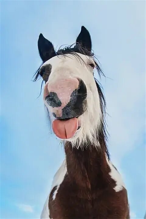 Лошадь породы тинкер с усами. Дрессировка лошадей. Horse out. Цыганский ваннер усы. Лошадь смотрит в окно.