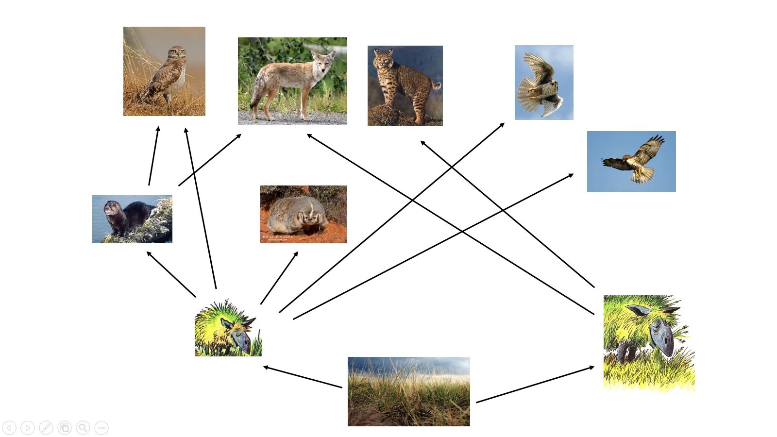 пищевая цепь 16 глава