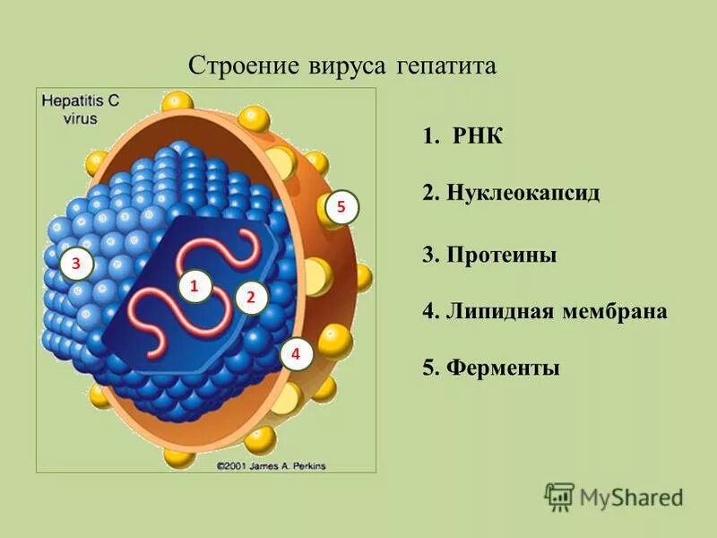 Гепатит ферменты. Строение вириона гепатита в. Строение вируса гепатита в. Вирус гепатита с строение вириона. Вирус гепатита b строение вириона.