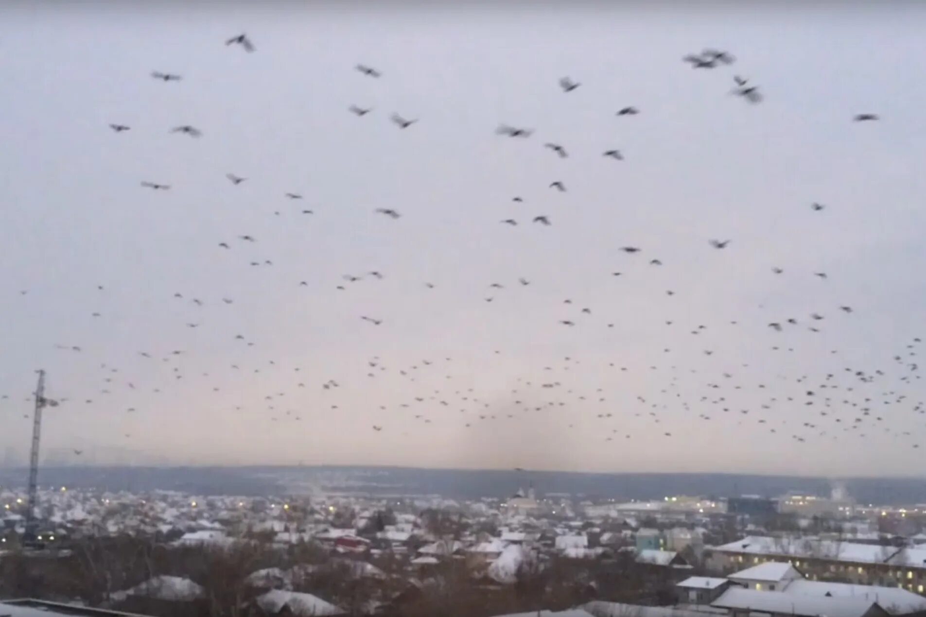 Вороны нашествие. Вороны в небе. Птицы кружат над домом. Вороны летают над домами. Нашествие ворон.