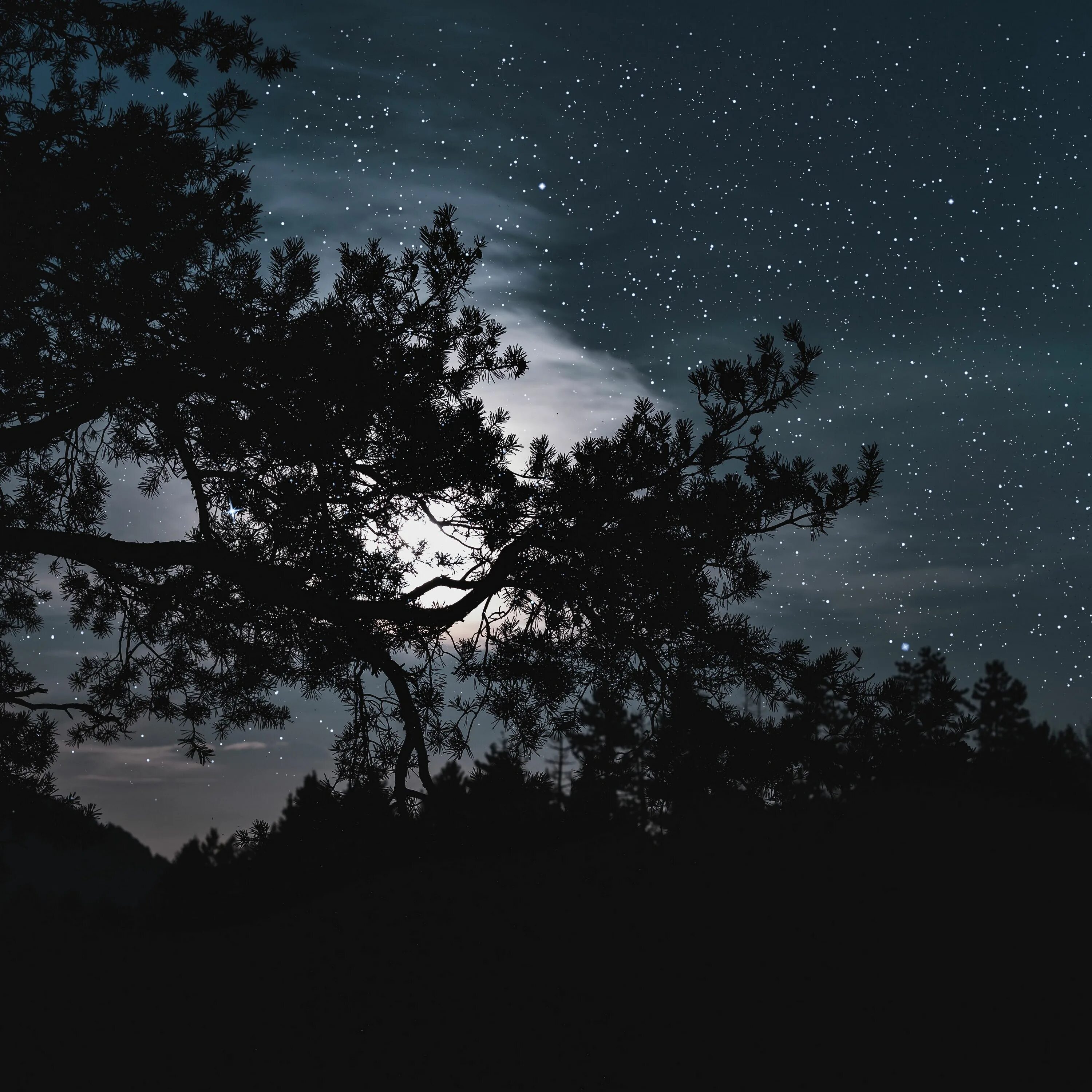 Дерево небо звезды. Дерево ночью. ночное небо с деревьями. ночь дерево небо. ночь лес звезды.